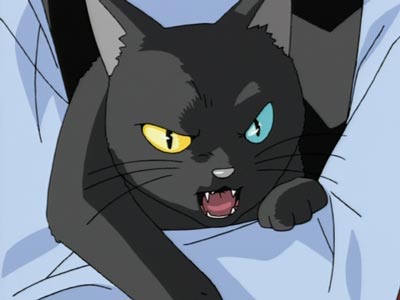Amanojaku 天の邪鬼, example of cat with heterochromia, one blue eye one yellow eye, kin-me-gin-me 金目銀目.