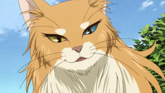 Molly モリィ, example of cat with heterochromatic eyes, kin-me-gin-me 金目銀目.